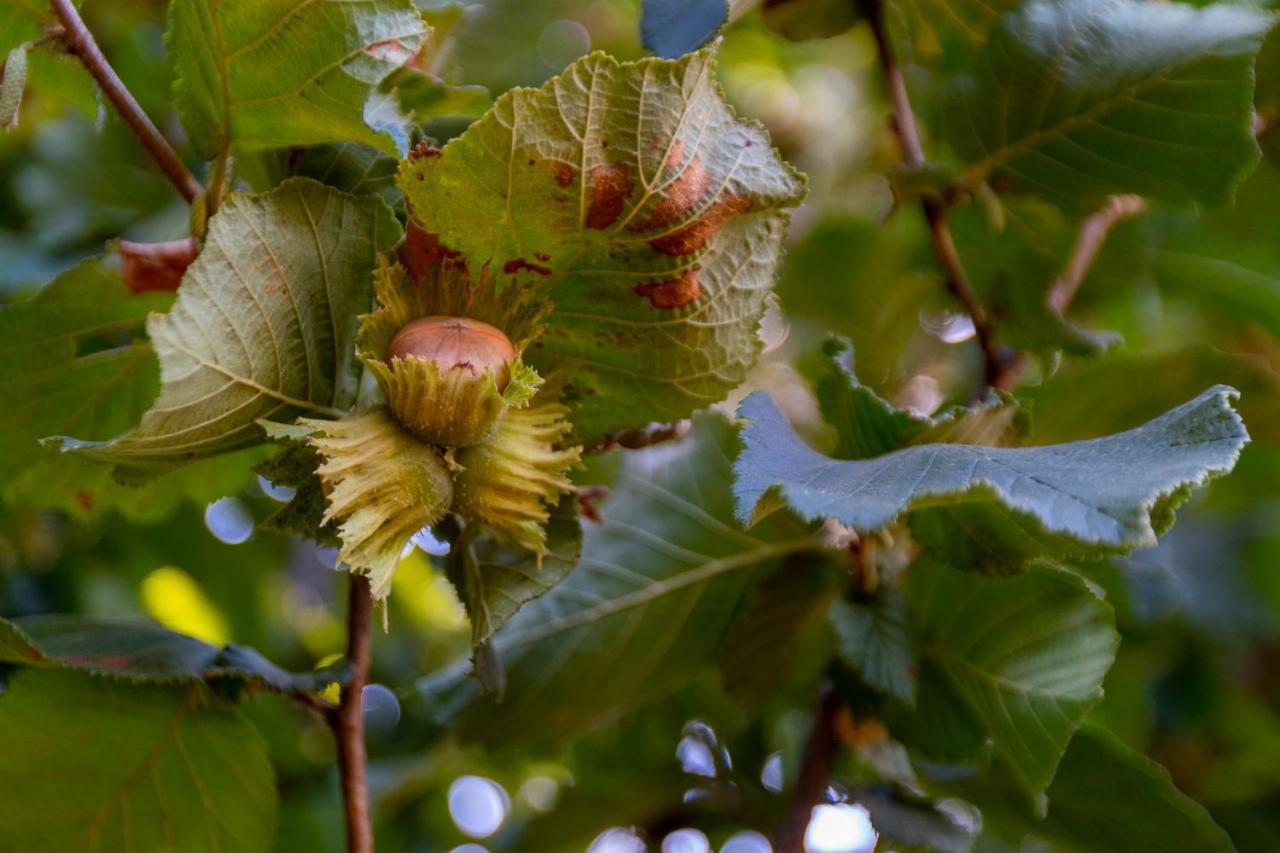 Chale Da Quinta "Lavoura Da Bouca - Fruta Bio" Pensionat Celorico De Basto Exteriör bild